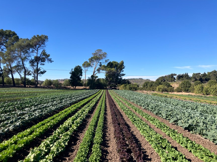 UNDERWOOD FARM FIELD&nbsp;TRIP